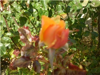 cb0bd80e-Picture 863.jpg